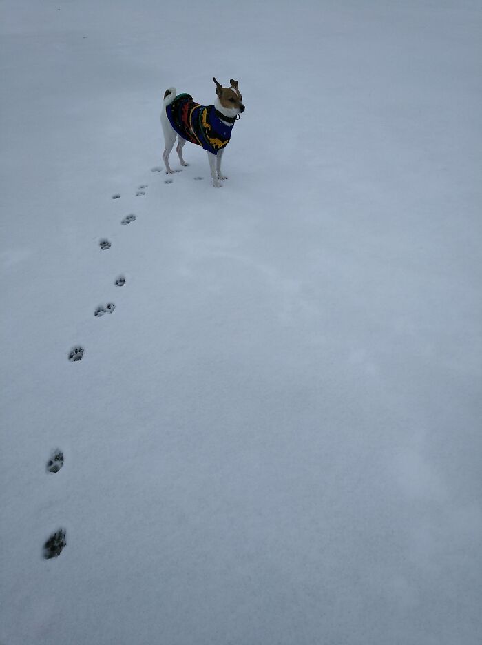 Pipo In The Snow