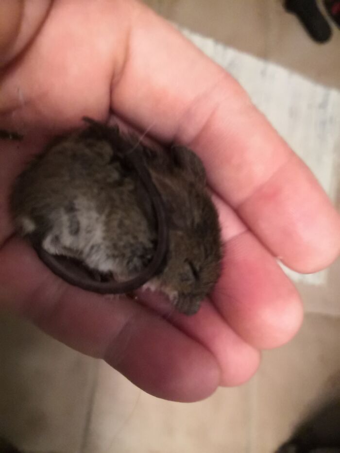 That's Trust. Wild Mouse Needs A Nap After Being Rescued From My Cats.