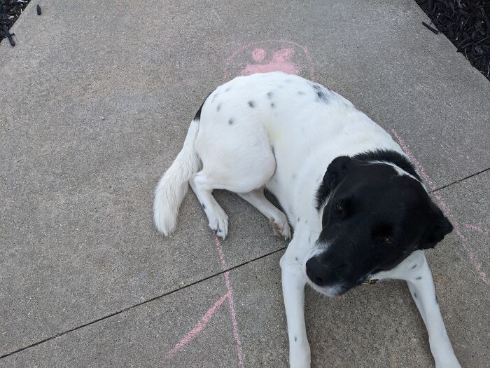 My Dog, That Is White Enjoys Laying In The Colorful Chalk Drawings On The Driveway And Turning Colors.