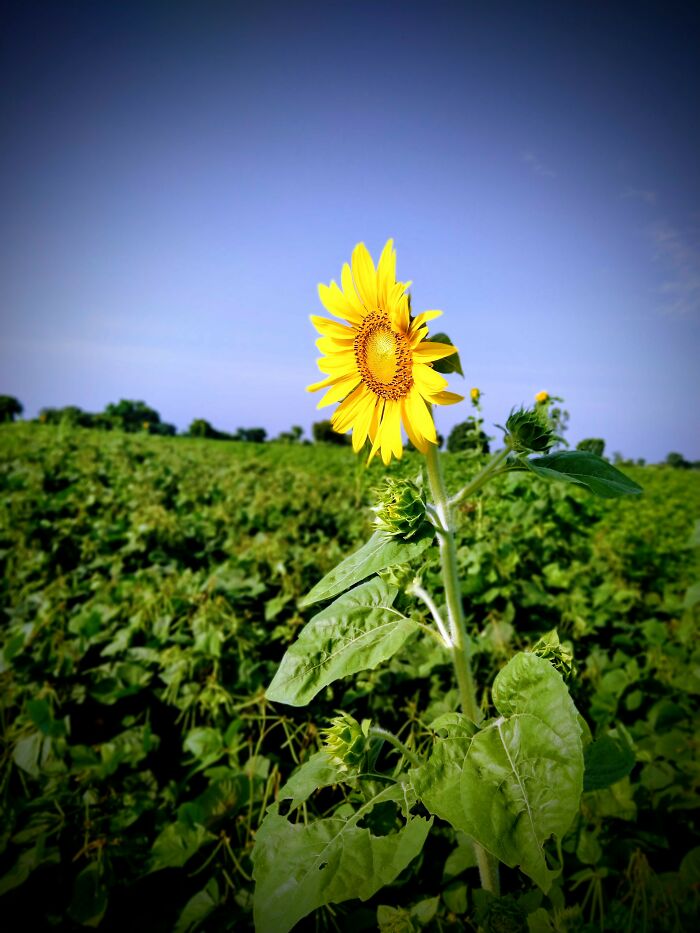 Sunflower 🌻🌻🌻