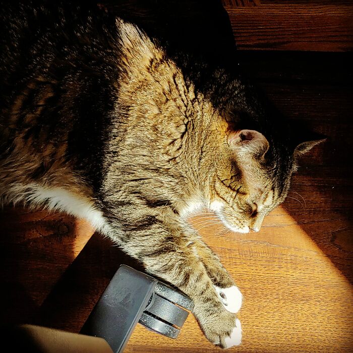 Neko, Enjoying A Dangerous Position In The Sun - Right Behind My Rolling Office Chair