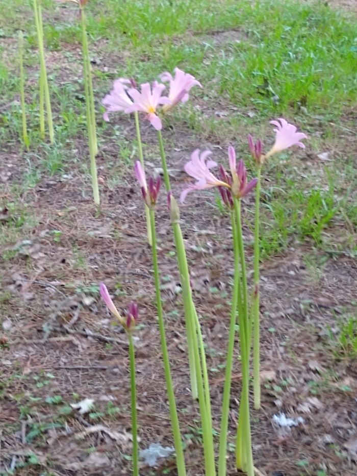 Amaryllis Belladonna, Or, Naked Ladies. I Prank My Pervy Friend With These Every Summer When They Bloom.