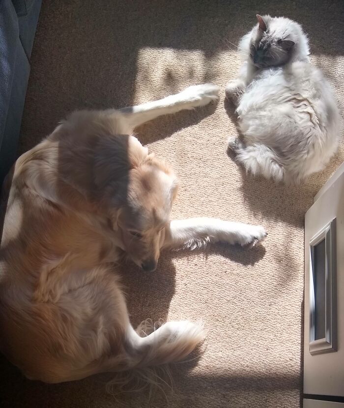 Sharing A Patch Of Sun