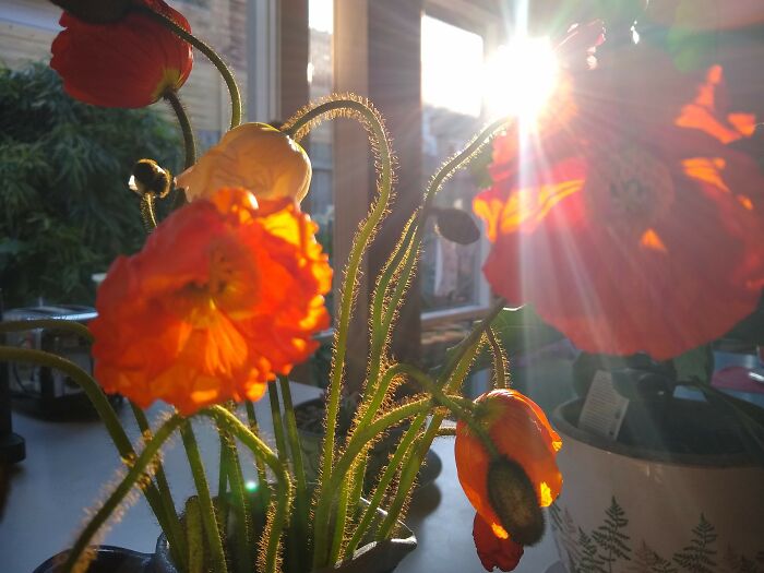Love Seeing My Vase Of Poppies First Thing In The Morning.