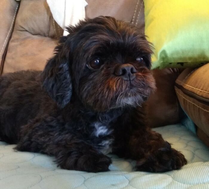 My Rescue Dog, Buddy, I Smile Every Time I Look At Him