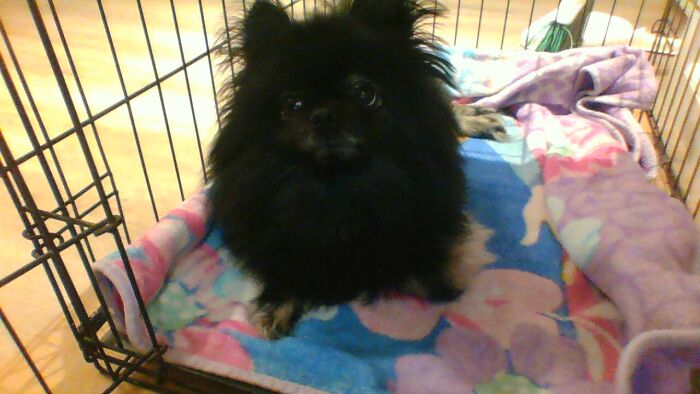 Black, Pure Bred Pomeranian...i'd Say That's Exotic.