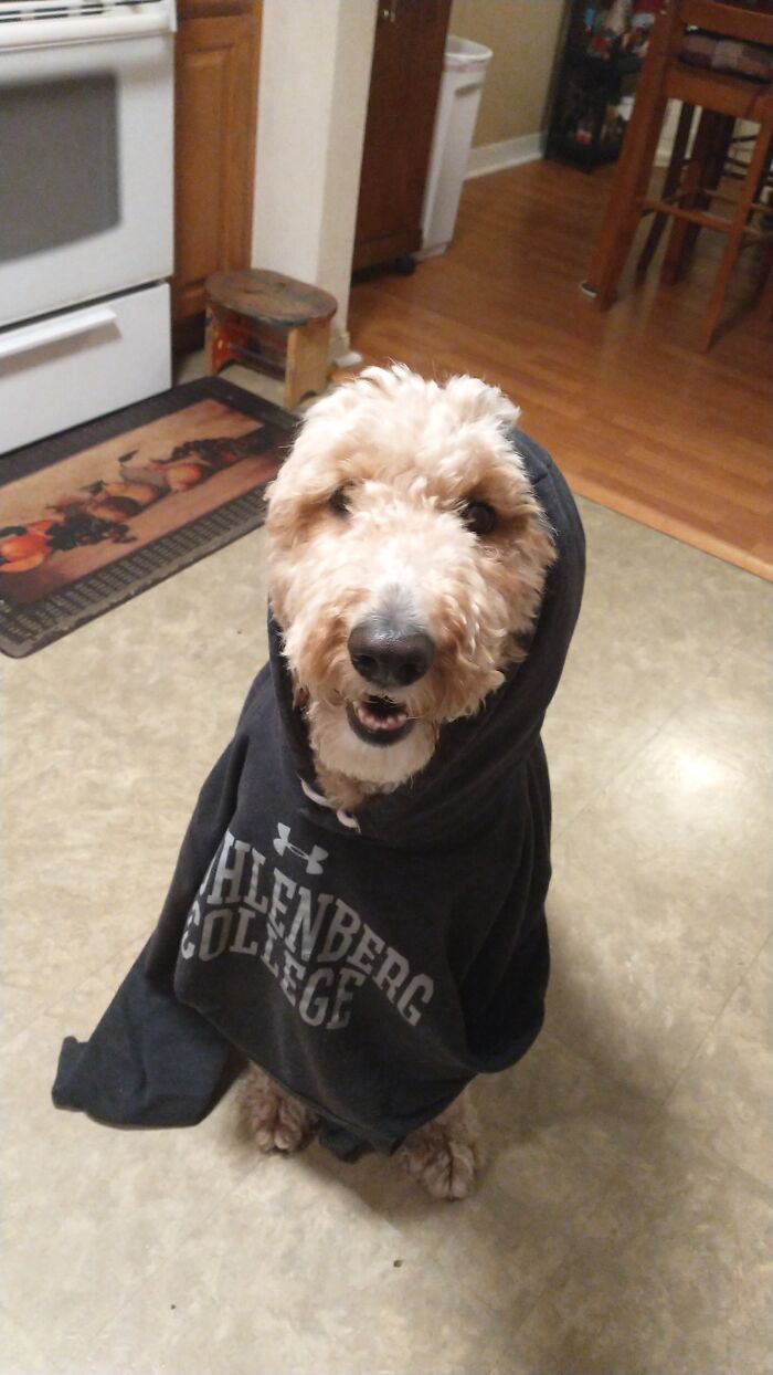 Putting My Hoodie On My Dog.