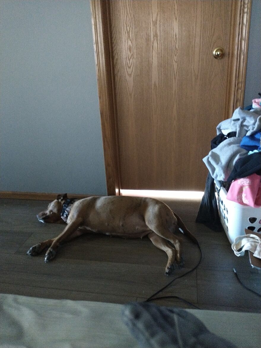 Seven Cute Photos Of My Dog That Might Help You Have A Better Day!