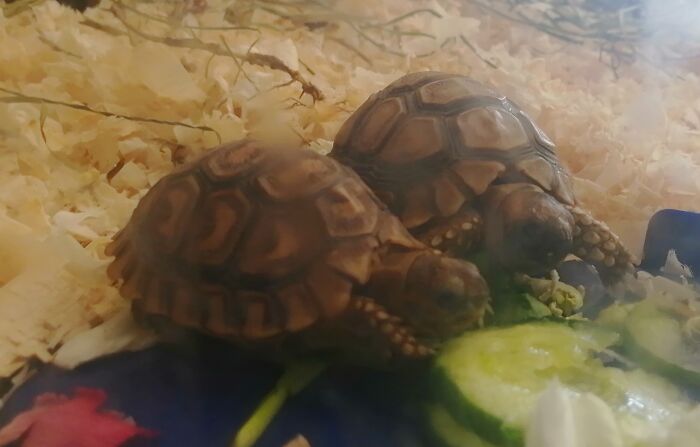 My 7 Month Old Angulate Tortoises- Destiny And Freedom. They Weigh 31 And 47 Grams. Rescued From An Irresponsible Tortoise Owner.