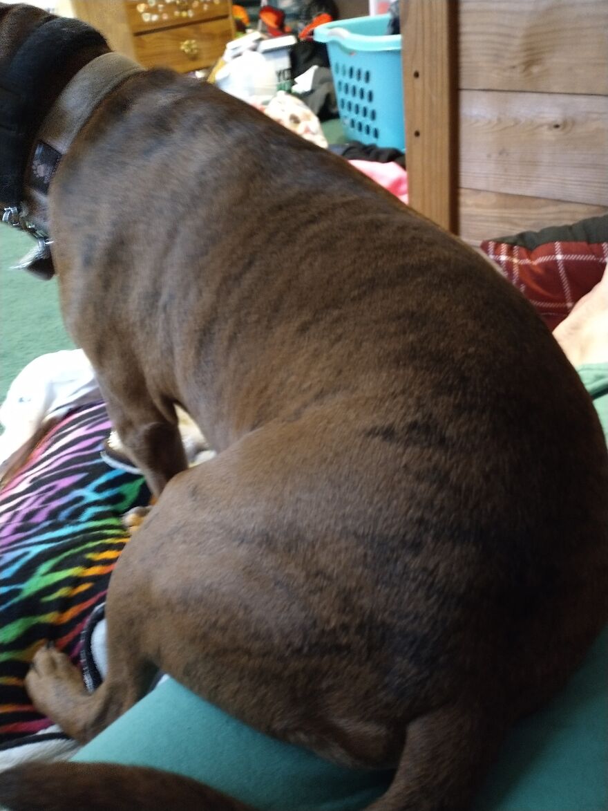 Seven Cute Photos Of My Dog That Might Help You Have A Better Day!