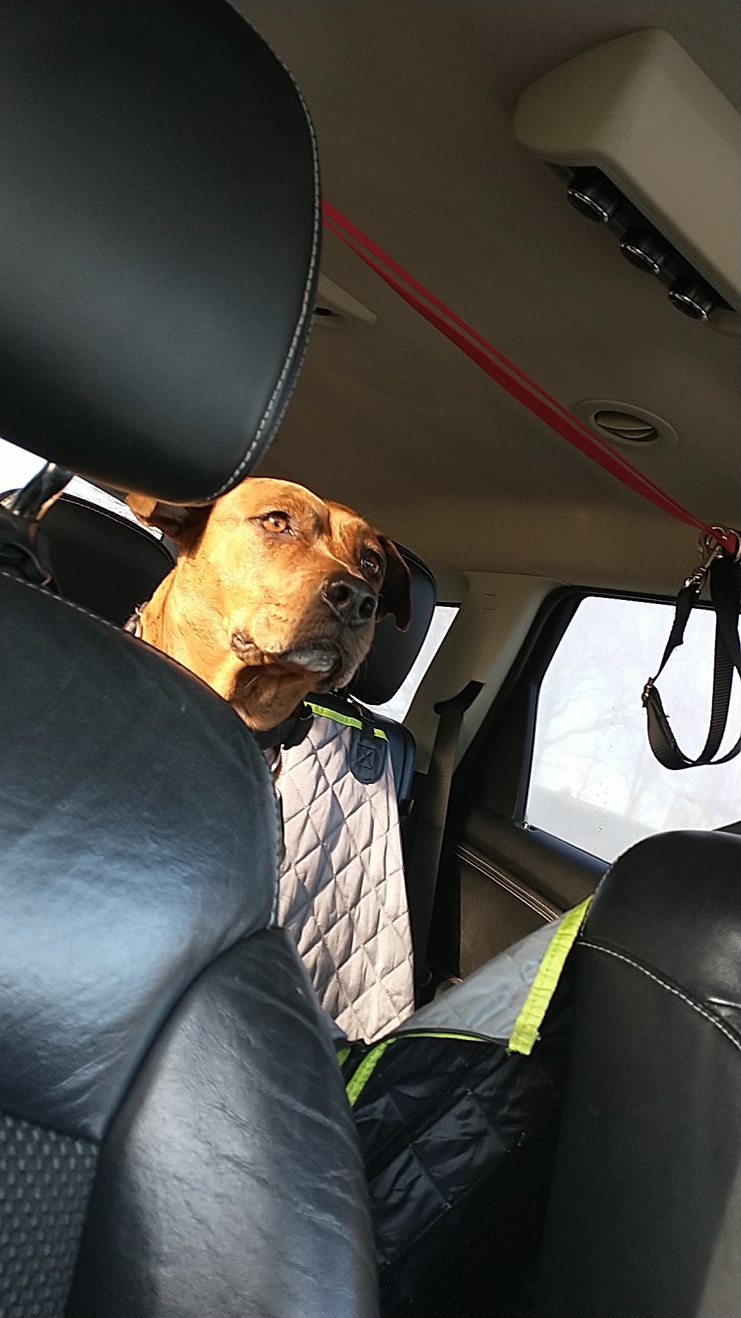 Seven Cute Photos Of My Dog That Might Help You Have A Better Day!