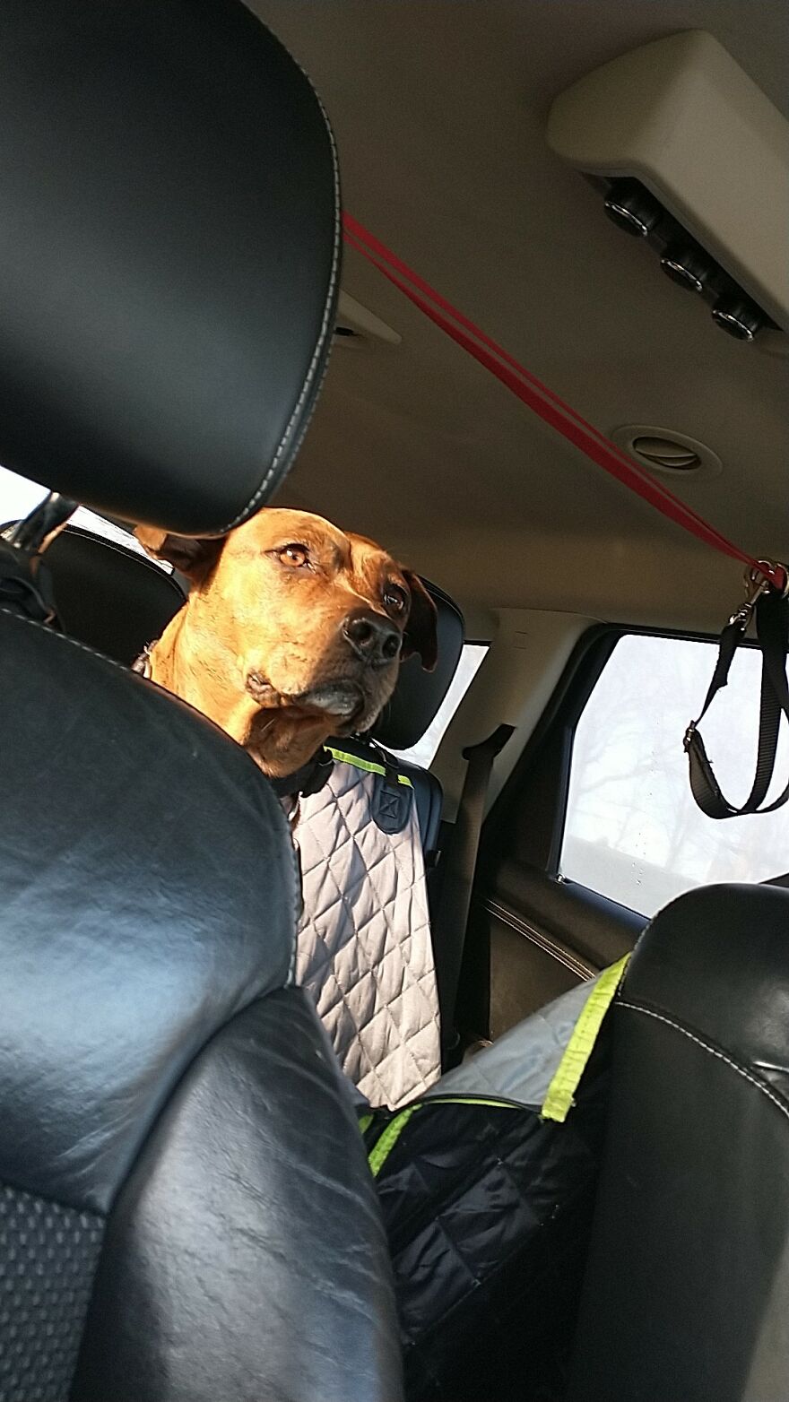 Seven Cute Photos Of My Dog That Might Help You Have A Better Day!