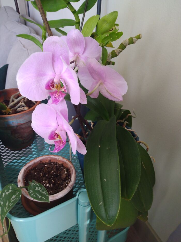One Of My Four Beautiful Orchids 🤩