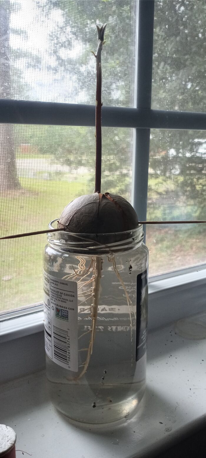 Getting Ready To Put My Avocado Seed In Soil