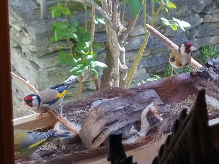 I Made A Wild Bird Feeding Station In Front Of My Window. Here You See Some Of The Guests This Morning