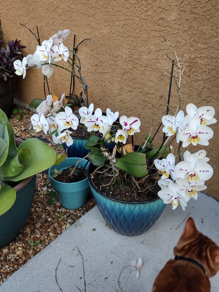A Picture Doesn't Do It Justice. This Orchid Plant Has Had Over 50 Flowers Bloom Blooming At Once Before.