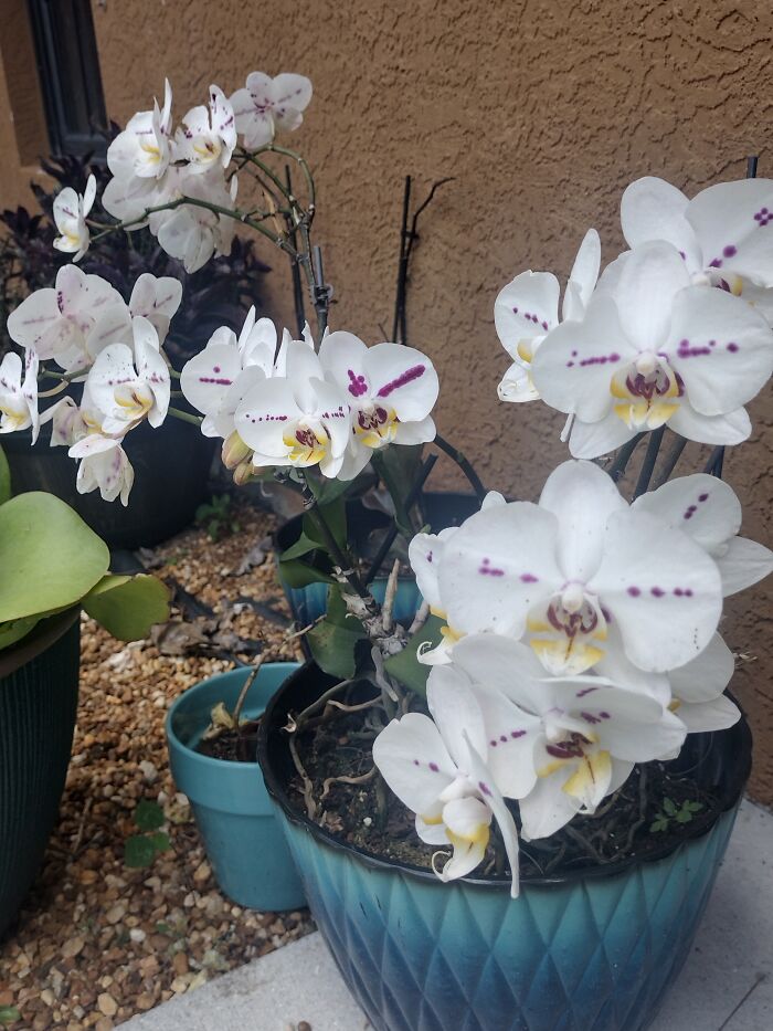 A Photo Doesn't Do It Justice. This Orchid Has Had Over 45 Blooming Flowers At Once Before.