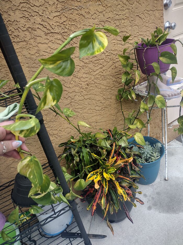 This 'Arm' (Vine? Node?) On My Pothos Extends To Almost 6 Feet.