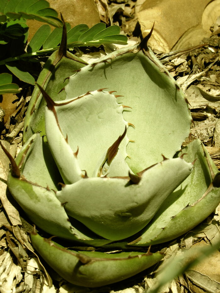 Spiky Succulent
