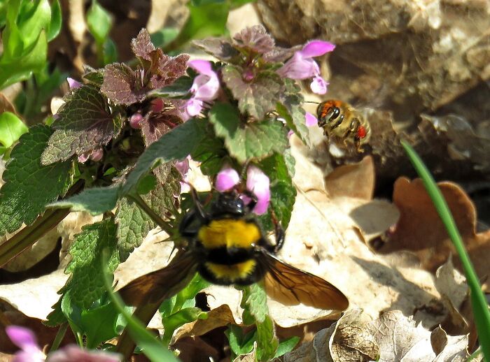 The Bumblebee Finally Calmed Down And As Soon As I Didn't Sharpen The Picture, She Appeared .....!!!!!!!!