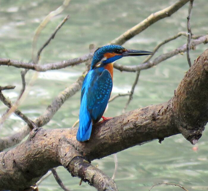 Kingfisher Returns From Wintering To The Lake Next To When I Live. I Adore That Amazing Bird! 🥰🥰