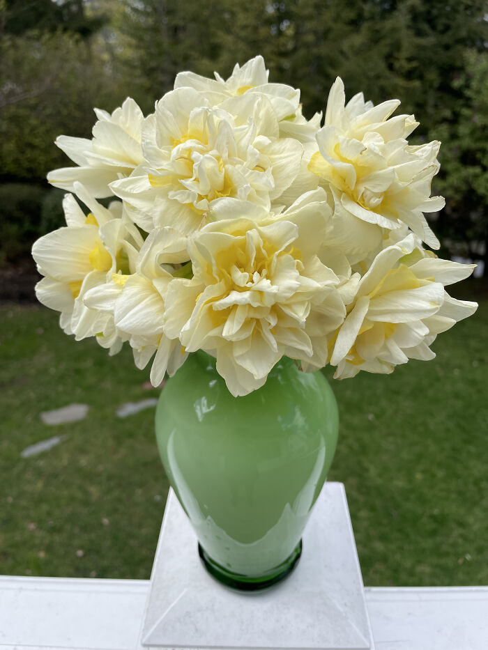 My White Lion Double Narcissus. I Cut Them And Give Them To My Neighbors In The Spring