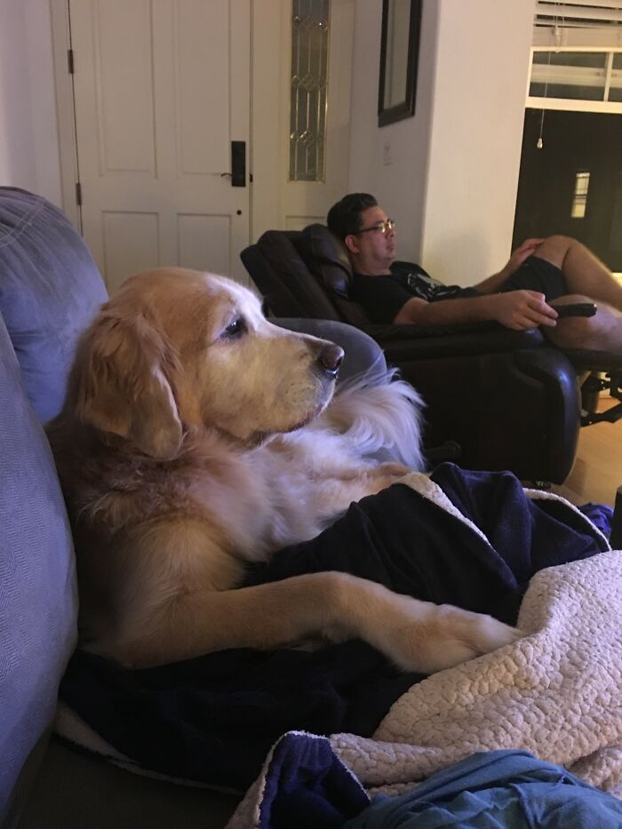 Kai Would Watch TV Every Night With His Dad. I Miss This Beautiful Golden Boy Every Single Day.