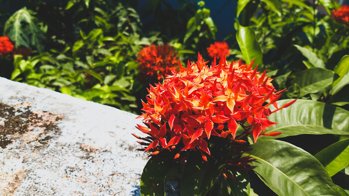 Red Flaming Chinese Ixora Flowers