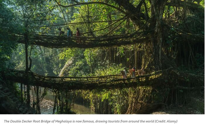 Living Bridges, Handmade From The Aerial Roots Of Rubber Fig Trees (Ficus Elastica) By The Khasi And Jaintia Peoples Of The Mountainous Terrain Along The Southern Part Of The Shillong Plateau.