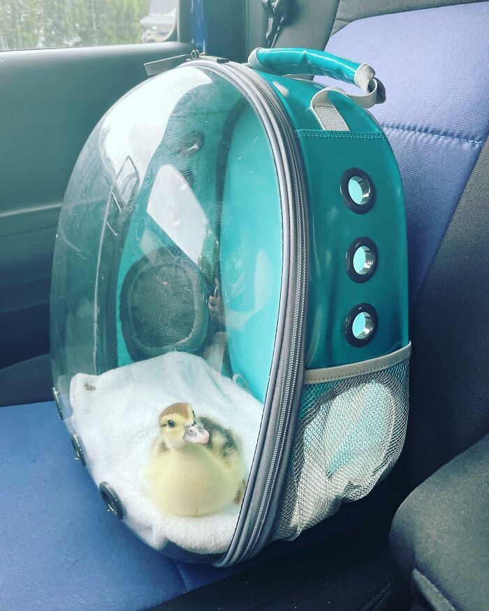 Woman Saves A Baby Duck Abandoned By Her Clutch, Raises Her As A Wonderful Rescue Pet Woman Saves A Baby Duck Abandoned By Her Clutch, Raises Her As A Wonderful Rescue Pet