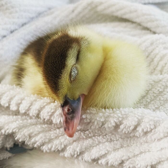 Woman Saves A Baby Duck Abandoned By Her Clutch, Raises Her As A Wonderful Rescue Pet