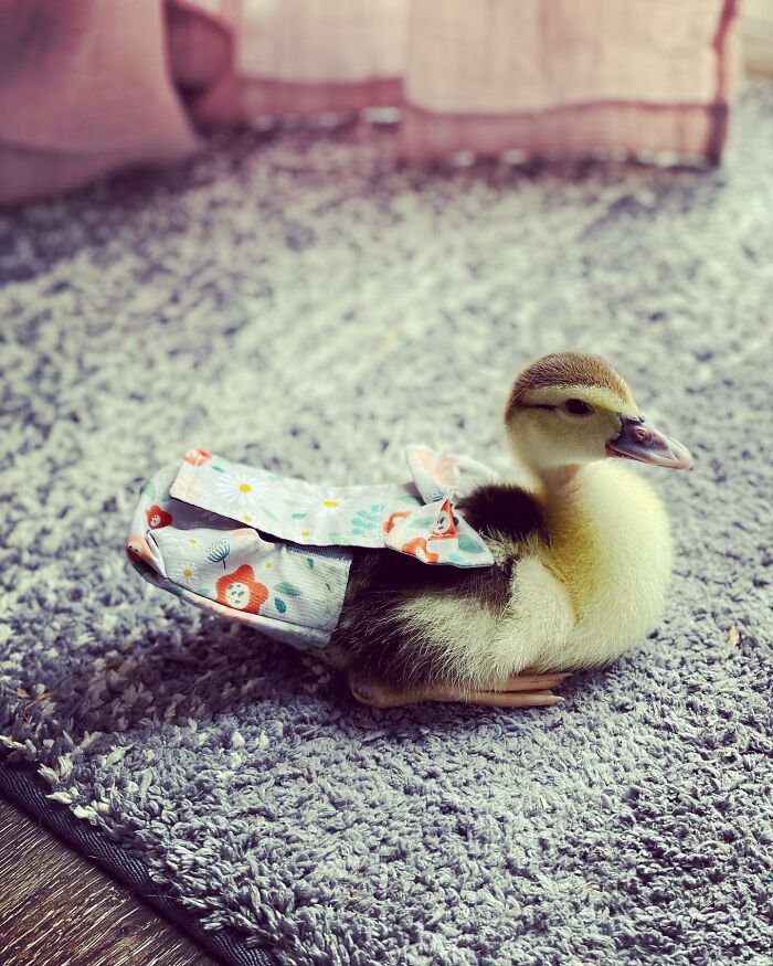 Woman Saves A Baby Duck Abandoned By Her Clutch, Raises Her As A Wonderful Rescue Pet