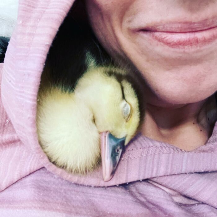 Woman Saves A Baby Duck Abandoned By Her Clutch, Raises Her As A Wonderful Rescue Pet Woman Saves A Baby Duck Abandoned By Her Clutch, Raises Her As A Wonderful Rescue Pet