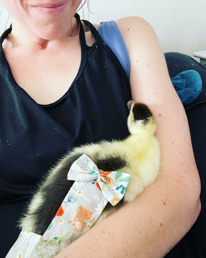 Woman Saves A Baby Duck Abandoned By Her Clutch, Raises Her As A Wonderful Rescue Pet Woman Saves A Baby Duck Abandoned By Her Clutch, Raises Her As A Wonderful Rescue Pet