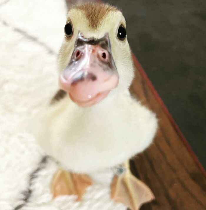 Woman Saves A Baby Duck Abandoned By Her Clutch, Raises Her As A Wonderful Rescue Pet