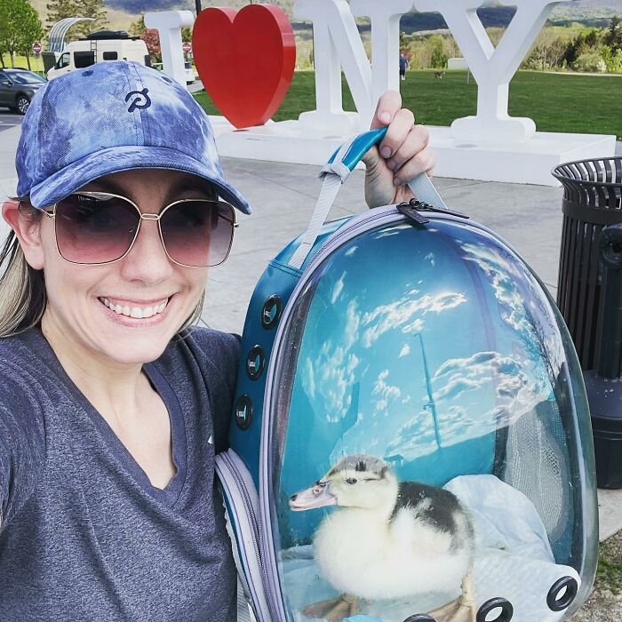Woman Saves A Baby Duck Abandoned By Her Clutch, Raises Her As A Wonderful Rescue Pet