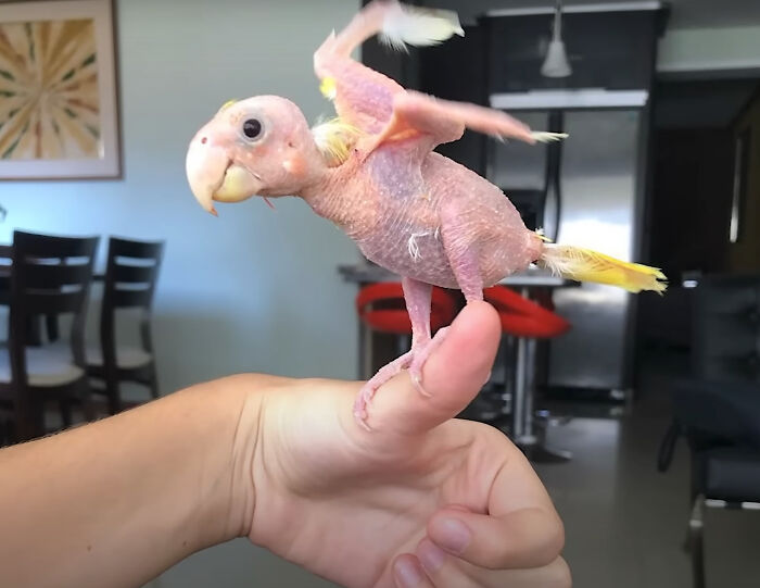 Запознайте се с Blondie, очарователна птица от Венецуела, която живее с PBF болест, но все още се наслаждава на живота си