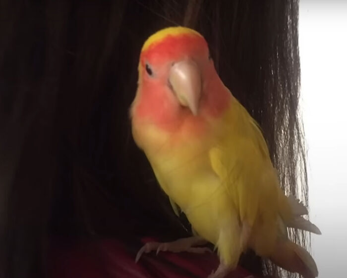 Meet Blondie, a cute bird from Venezuela who lives with PBF but still enjoys it