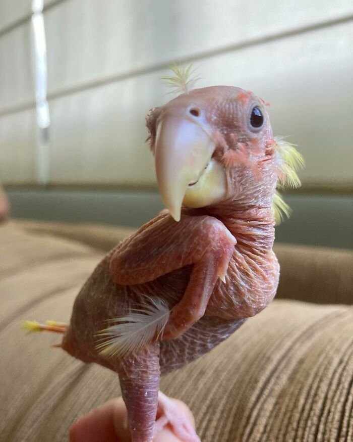 Meet Blondie, An Adorable Bird From Venezuela That Is Living With PBF Disease But Still Enjoying His Life