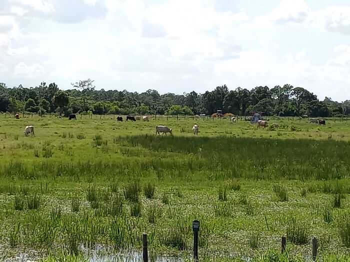 Ranch In Frostproof, Central Florida