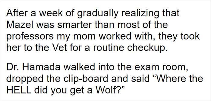 Parents Adopt A Strange Dog, Find Out It's Actually A Wolf Hybrid, It Turns Out To Be The Most Wholesome Dog Ever Parents Adopt A Strange Dog, Find Out It's Actually A Wolf Hybrid, It Turns Out To Be The Most Wholesome Dog Ever