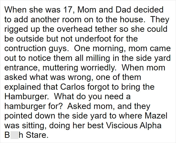Parents Adopt A Strange Dog, Find Out It's Actually A Wolf Hybrid, It Turns Out To Be The Most Wholesome Dog Ever Parents Adopt A Strange Dog, Find Out It's Actually A Wolf Hybrid, It Turns Out To Be The Most Wholesome Dog Ever