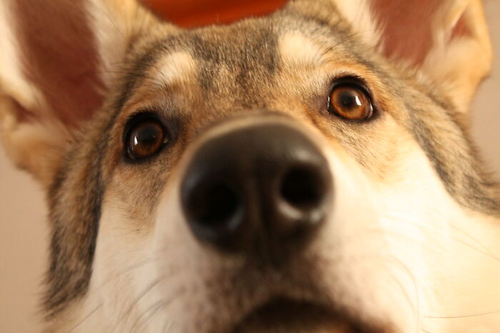 Parents Adopt A Strange Dog, Find Out It's Actually A Wolf Hybrid, It Turns Out To Be The Most Wholesome Dog Ever Parents Adopt A Strange Dog, Find Out It's Actually A Wolf Hybrid, It Turns Out To Be The Most Wholesome Dog Ever