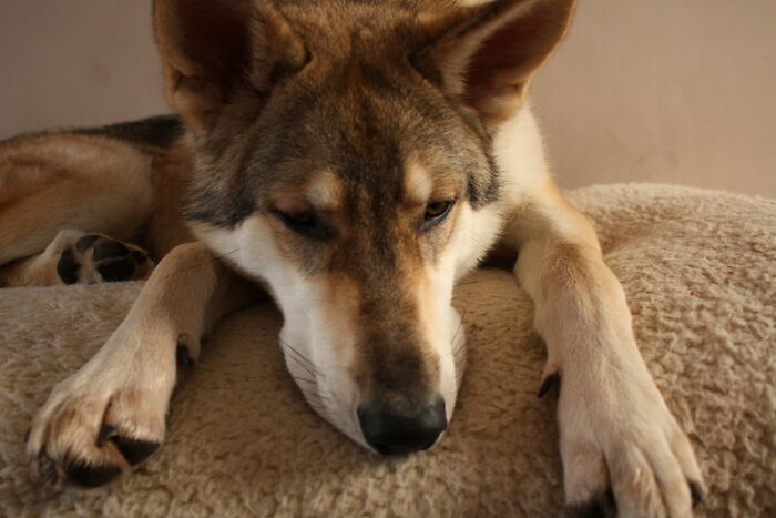 Parents Adopt A Strange Dog, Find Out It's Actually A Wolf Hybrid, It Turns Out To Be The Most Wholesome Dog Ever Parents Adopt A Strange Dog, Find Out It's Actually A Wolf Hybrid, It Turns Out To Be The Most Wholesome Dog Ever
