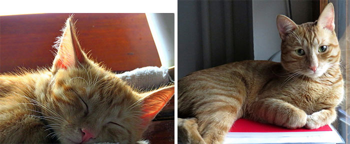 My Sweet Boy, From Tiny Kitten 2018 To Adult Cat 2020, Too Fast!