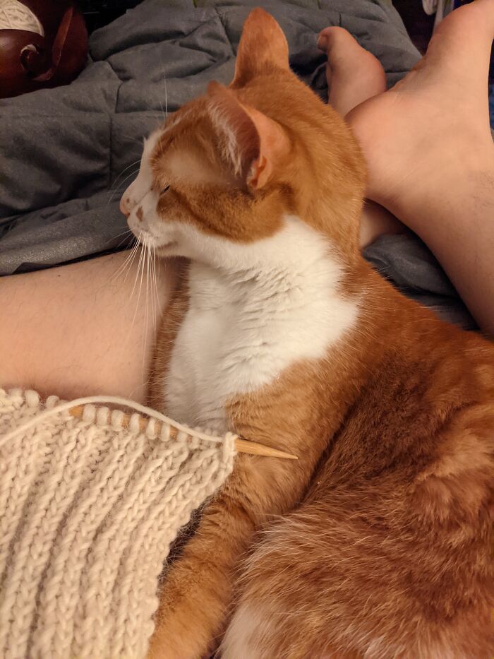 He Likes To Snuggle While I Knit
