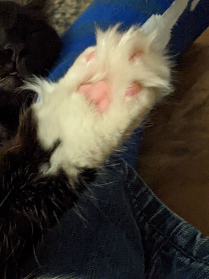 Kinda Looks Like A Yeti