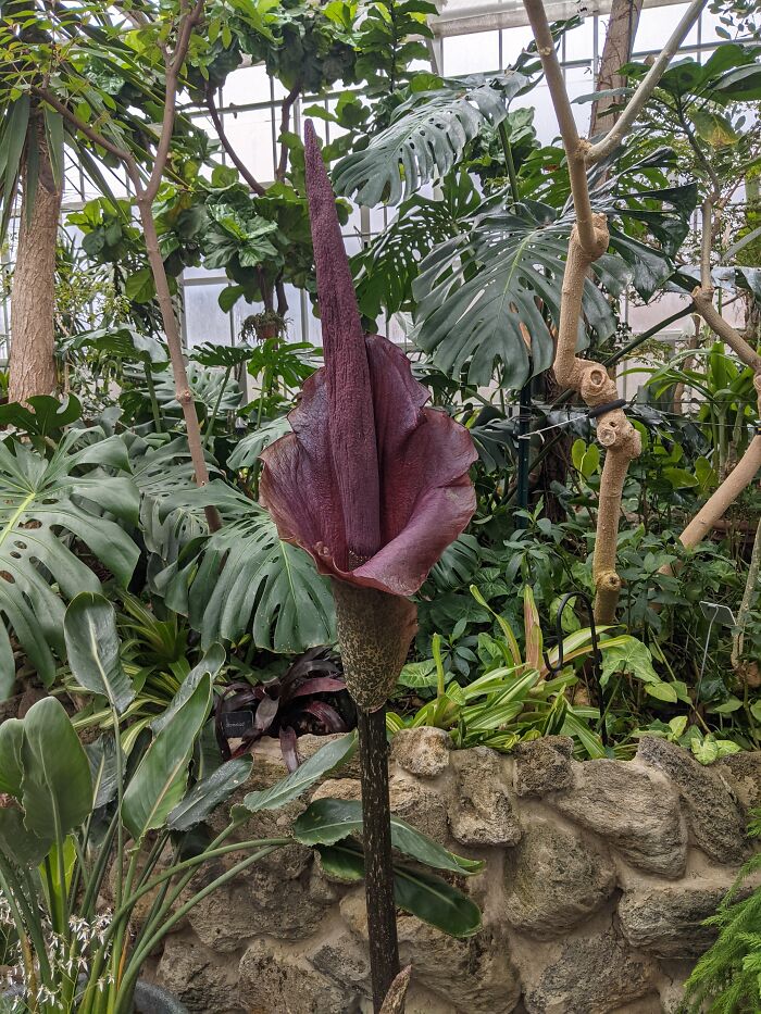 One Of My Local Nature Preserves Has A Greenhouse And Their Corpse Flower Was Blooming This Spring. Definitely Cooler Than Anything In My Extensive (And Expensive) Personal Collection.