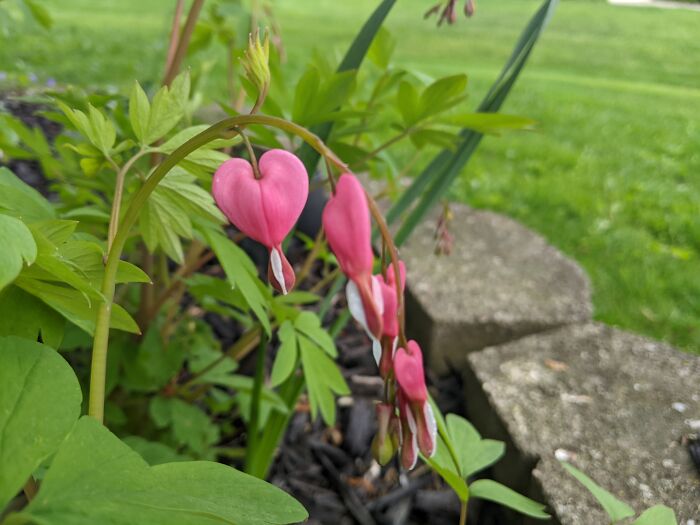 Bleeding Heart Plant In The Most Perfect Heart Shape