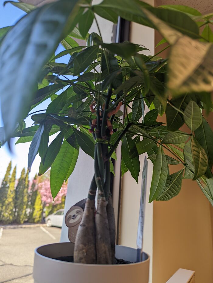 Look Whose Hang Out In The Plant At My Desk Lol